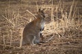 Swamp wallaby (Wallabia bicolor), also known as the black wallaby Royalty Free Stock Photo