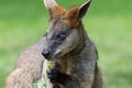 Swamp wallaby (Wallabia bicolor)