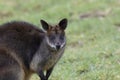 Swamp wallaby, Wallabia bicolor, head portraits while feeding on grass in a field. Royalty Free Stock Photo