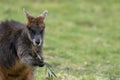 Swamp wallaby, Wallabia bicolor, head portraits while feeding on grass in a field. Royalty Free Stock Photo