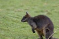 Swamp wallaby, Wallabia bicolor, head portraits while feeding on grass in a field. Royalty Free Stock Photo