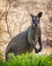 Swamp wallaby