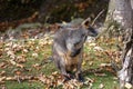 Swamp Wallaby, Wallabia bicolor, is one of the smaller kangaroos Royalty Free Stock Photo