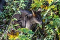 Swamp Wallaby, Wallabia bicolor, is one of the smaller kangaroos Royalty Free Stock Photo