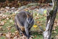 Swamp Wallaby, Wallabia bicolor, is one of the smaller kangaroos Royalty Free Stock Photo