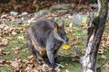 Swamp Wallaby, Wallabia bicolor, is one of the smaller kangaroos Royalty Free Stock Photo