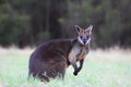 Swamp Wallaby (Wallabia bicolor) Royalty Free Stock Photo