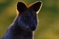 Swamp wallaby, Wallabia bicolor, is a small macropod marsupial of eastern Australia, this kangaroo is also commonly known as the b