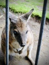 The swamp wallaby close up view. Royalty Free Stock Photo