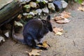 Swamp wallaby, Wallabia bicolor, is a small macropod marsupial o Royalty Free Stock Photo