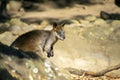 Swamp wallaby wallabia bicolor, Sydney, NSW, Australia