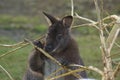 Swamp Wallaby - Wallabia bicolor Royalty Free Stock Photo