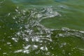 Swamp water background