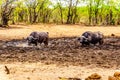 Swamp Water Buffalos standing in a pool of mud in Kruger National Park