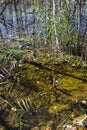 Swamp water