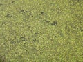 Swamp water covered with tiny plants duckweed. Food source for waterfowl. Aquatic freshwater plant