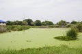 Swamp water covered with weeds