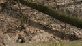 Swamp Water Forest Spring Nature Park Trees. Melting Snow Water. Steadicam Shot. Royalty Free Stock Photo