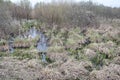 Swamp water forest trees landscape. Marshland swamp water panorama