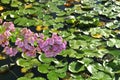Swamp with water lilies, swamp lily, swamp with lotus leaves Royalty Free Stock Photo