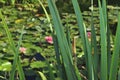 Swamp with water lilies, swamp lily, swamp with lotus leaves Royalty Free Stock Photo