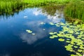 Swamp with water lily at noon, clouds reflection in the water