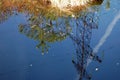 Swamp water, reflection in the water of grass, wood, refraction of the blue sky Royalty Free Stock Photo