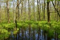 Swamp wetlands in Krakov forest with pedunculate oak (Quercus robur)