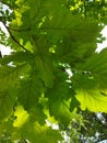 the swamp white oak