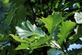 Swamp White Oak 51248