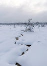 Swamp in winter, white winter landscape with snowy trees, thick snow covering tree branches and land