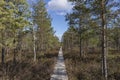 Swamp wooden board trail, walking through the in late autumn day