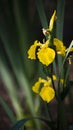 Yellow lily in full juice.Close-up of yellow lily  on a sunny day. Royalty Free Stock Photo