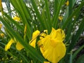 Swamped iris