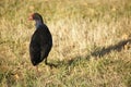 Swamphen Pukeko Bird