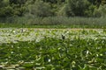 Swamping in lake Skadar with water lilies, reeds and birds in Montenegro Royalty Free Stock Photo