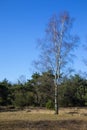 Swampland with big birch tree in the early spring under a blue sky. Typical landscape in the Netherlands Royalty Free Stock Photo