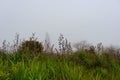 Swampland on edge of Lake Okareka with leafless trees though mist