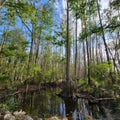 Swampland forest in Florida