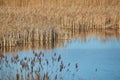 Swamp with plants growing