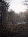 Swamps in autumn. Cool dark lake in primeval forest. Cold melancholic landscape.