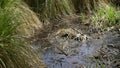 Swamps in autumn. Cool dark lake in primeval forest