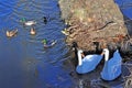 Swamps, canals and lakes Royalty Free Stock Photo