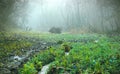 Swamps at dark fog Royalty Free Stock Photo