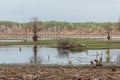 Swamps and lakes of central Texas during Fall