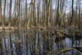 Swamps and muds in Poland. Swamp landscape in Central Europe.