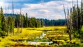 Swamp near Lac Le Jeune Road by Kamloops, British Columbia, Canada Royalty Free Stock Photo