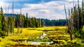 Swamp near Lac Le Jeune Road by Kamloops, British Columbia, Canada