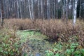 Swampy area in an old dark forest Royalty Free Stock Photo