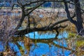 Swamp Area with Reflections in Water